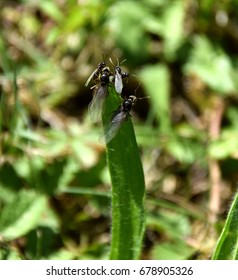 Nuptial Flight, Flying Ant Day, Formica Rufa