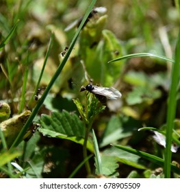 Nuptial Flight, Flying Ant Day, Formica Rufa