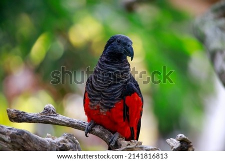 Nuri kabare (or Pesquet's parrot or Nuri Elang or Psittrichas fulgidus or Dracula parrot or vulturine parrot) on a branch
