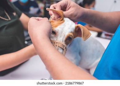 A nurse cleans the ear of a nervous muzzled puppy during a checkup at the veterinarian clinic.