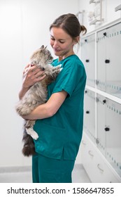 Nurse Holding Pet Cat In Recovery Room Of Vet Surgery