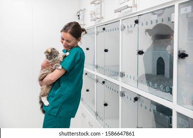 Nurse Holding Pet Cat In Recovery Room Of Vet Surgery