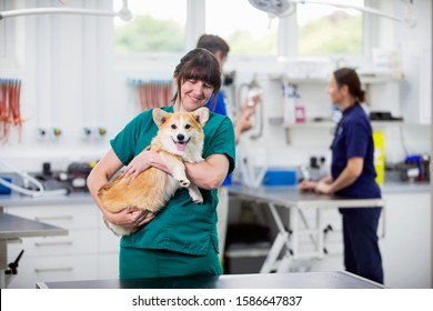 Nurse Holding Pet Dog In Examination Room Of Vet Surgery