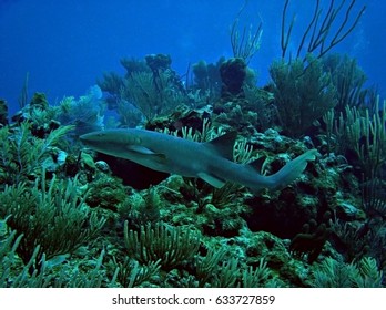 Nurse Shark, Ambergris Caye, Belize 