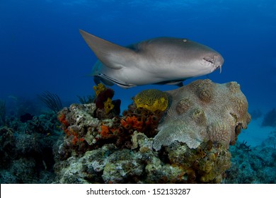 Nurse Shark in the Bahamas