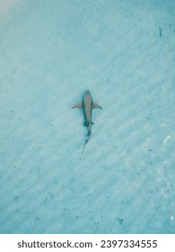 Nurse shark in blue ocean on shallow water. Aerial view