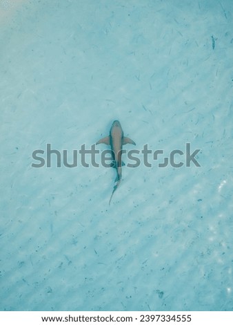 Nurse shark in blue ocean on shallow water. Aerial view