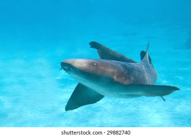 Nurse Shark At Grand Cayman