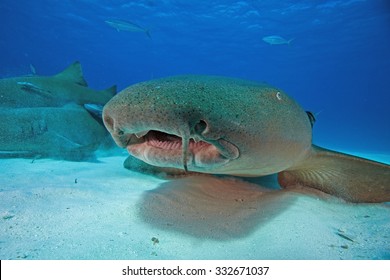  Nurse Shark, Nebrius Ferrugineus