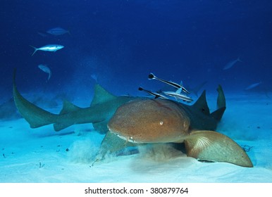 Nurse Shark, Nebrius Ferrugineus