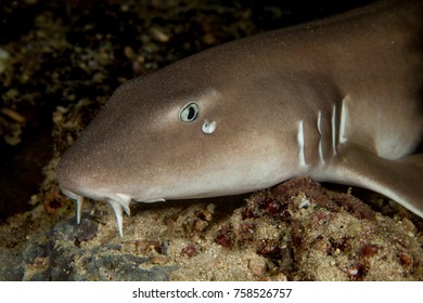 Nurse Shark - Nebrius Ferrugineus