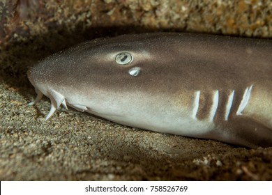 Nurse Shark - Nebrius Ferrugineus