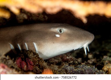 Nurse Shark - Nebrius Ferrugineus