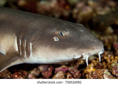 Nurse Shark - Nebrius Ferrugineus