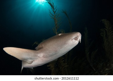 Nurse Shark At San Pedro, Belize