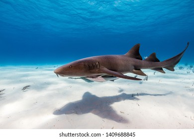 A Nurse Shark Is Swiming In Clear Water