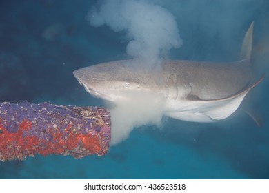 Nurse Shark, Swimming Around Underwater Pipe That Creates Polution In The Maldives,Indian Ocean. 