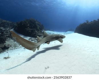 Nurse shark swimming with shadow on the white sand