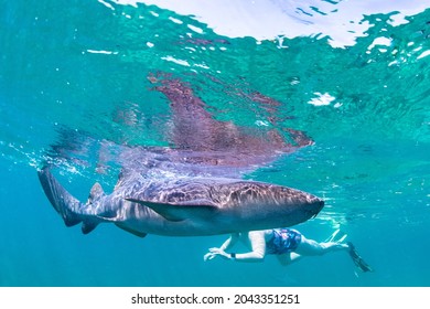 792 Shark swimming in shallow water Images, Stock Photos & Vectors ...