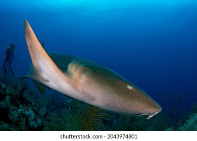 A Nurse Shark Turning In Front Of Divers