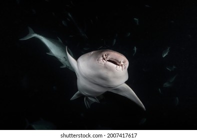 Nurse sharks Nebrius shark in dark night ocean swims under water. Sharks in wild. Marine life underwater in blue ocean. Observation of animal world. Scuba diving adventure in Caribbean, coast of Cuba