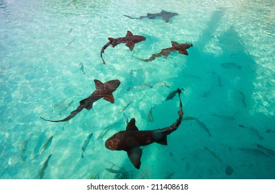 Nurse Sharks Swimming In Tropical Ocean Water