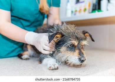 Nurse Veterinarian Caring A Old Dog At Animal Hospital.