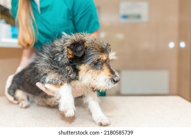 Nurse Veterinarian Caring A Old Dog At Animal Hospital.
