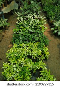 A Nursery Is A Place Where Plants Are Propagated And Grown To A Desired Size. Mostly The Plants Concerned Are For Gardening, Forestry Or Conservation Biology, Rather Than Agriculture.