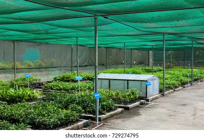 5,742 Greenhouse net Images, Stock Photos & Vectors | Shutterstock