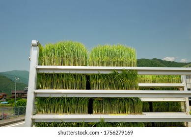 Nursery Trays Sitting On Top Of A Truck