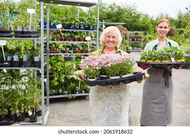 Nursery Women Team With A Delivery Of Geraniums In Spring In The Garden Center