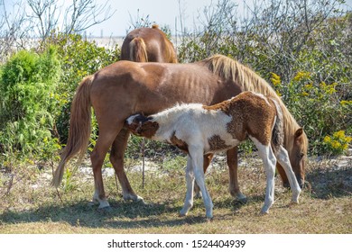 Nursing Foal On Assateague Island National Seashore On The Delmarva Peninsula In Early Fall