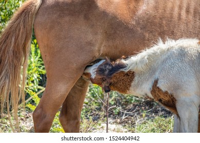 Nursing Foal On Assateague Island National Seashore On The Delmarva Peninsula In Early Fall