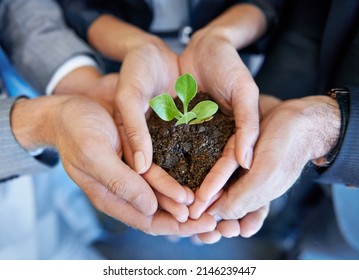 Nurturing the company from birth. A young plant being held by a business professional. - Shutterstock ID 2146239447