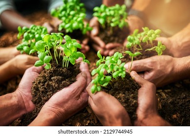 Nurturing growth as a unit. Cropped shot of a group of people holding plants growing out of soil. - Shutterstock ID 2129744945