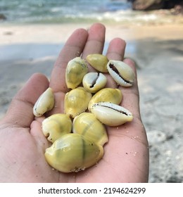 Nusakambangan Island May 14, 2022 - Money Cowry Shell (Monetaria Moneta) In Hand