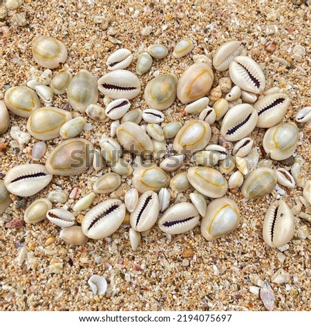 Nusakambangan Island May 14, 2022 - The Ring Cowrie Shell (Monetaria Annulus) in group on beach sands