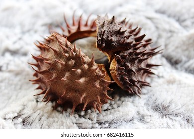 Nut