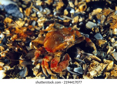 Nut Crab Camouflaged On Mixed Shell And Sand Sea Bed