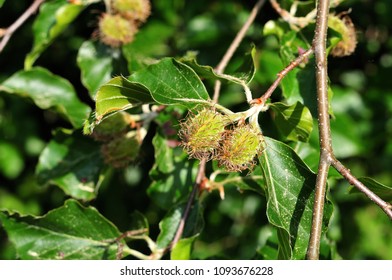 nut cupules of female flowers of fagus sylvatica, the european beech tree