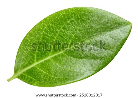 Nut leaf isolated on white background with clipping path. Nut leaves macro studio photo