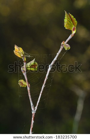 Similar – Image, Stock Photo Illuminated Anigozanthos 2