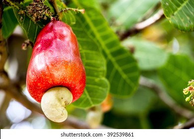 Nut Tree Cashew Growing Nuts 