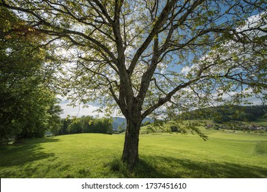 Nut Tree In The Nature