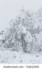 Nut tree which is filled up by snow by heavy snowfall