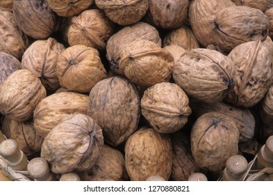 Nut Of Wallnut Tree