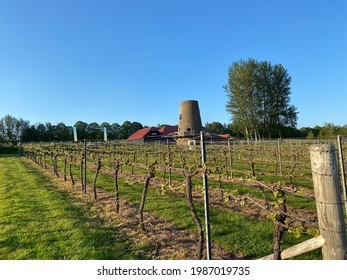 Nutbourne Vineyard In Sussex 2021