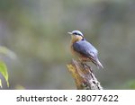 Nuthatch