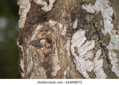 Nuthatch